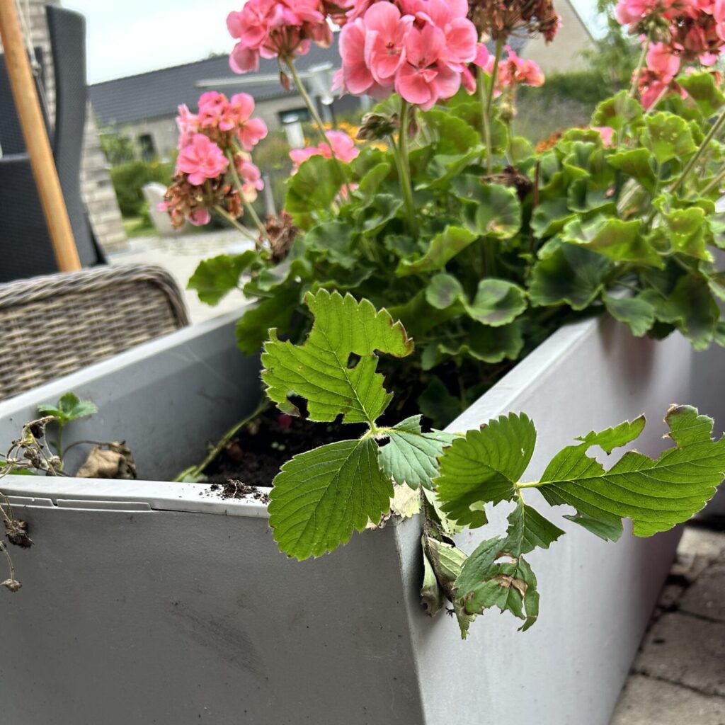 Nogle af jordbærren er kommet i pleje bag pelargonierne