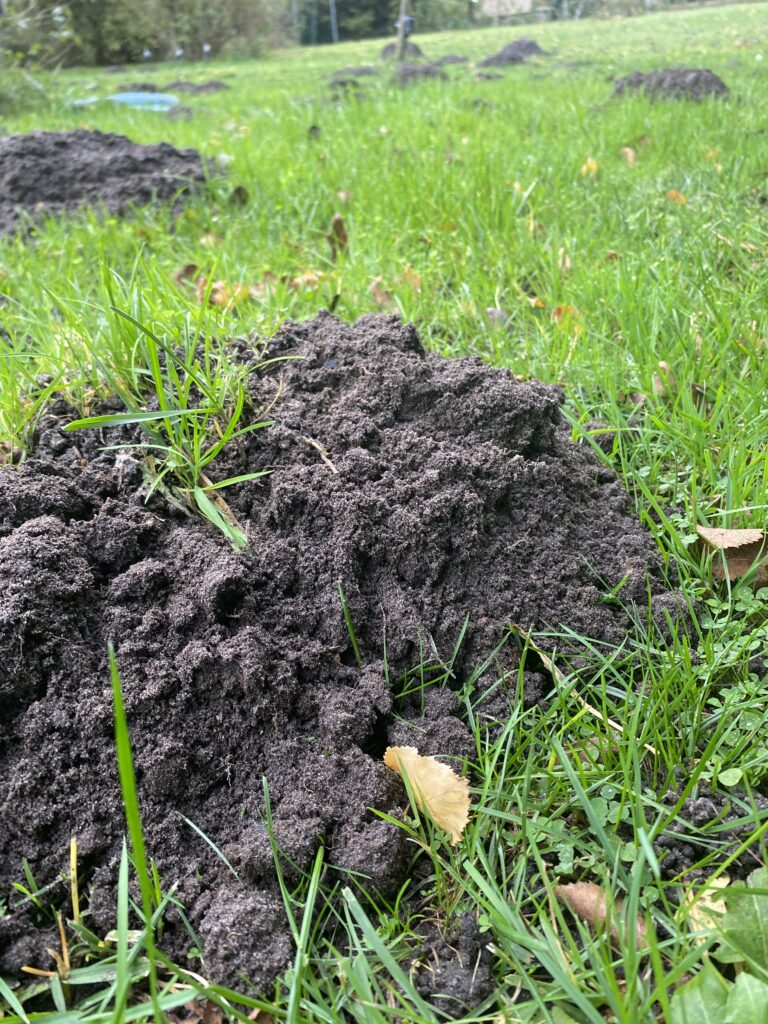 Foto af muldvarpeskud i massevis